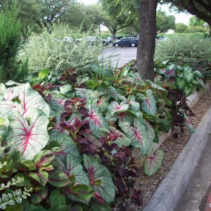 Caladiums foliage blends beautifully with other plants in the landscape. 