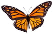 MONARCH BUTTERFLY