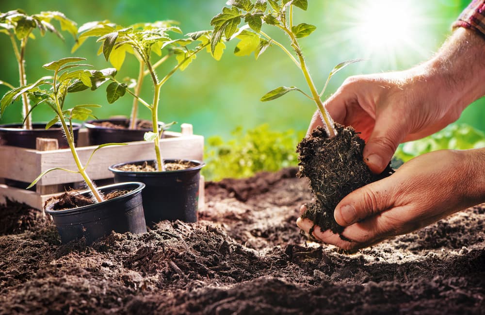 Person planting tomato plants in pots
