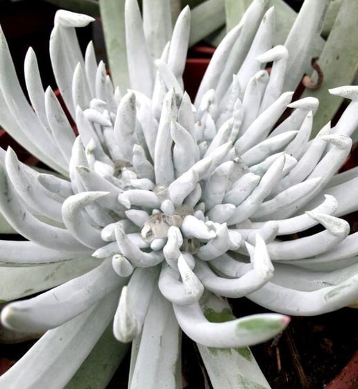 Giant chalk sticks, Dudleya brittonii, is a sleek silver specimen plant with a striking sea-urchin form. 
