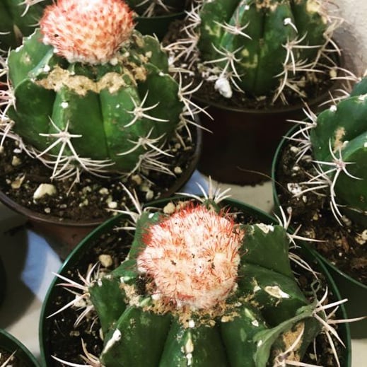 Melocactus matanzanus, Dwarf Turk's Cap cactus, is most noted for its fuzzy cephalium or little hat-like structure. 