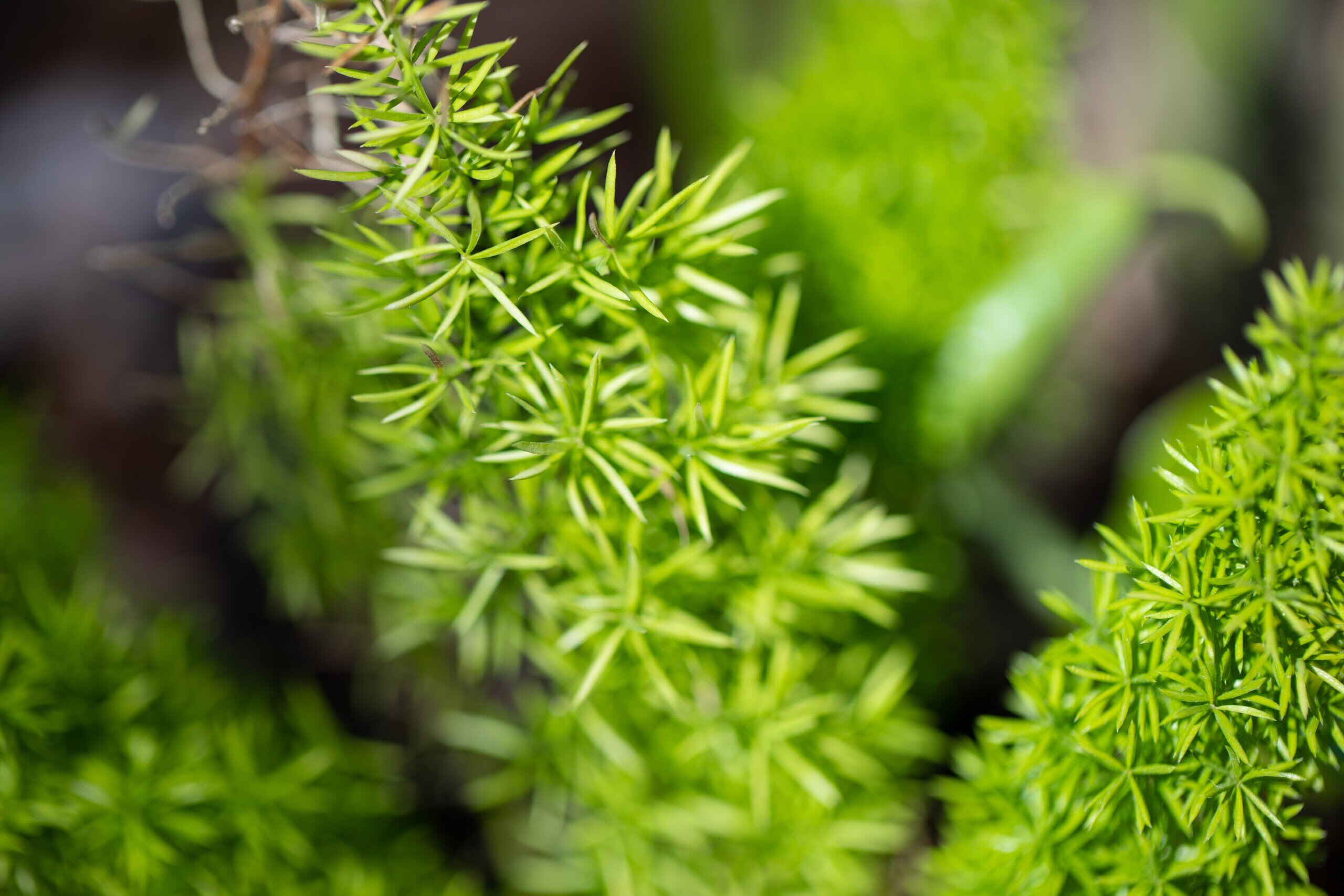 Foxtail fern closeup