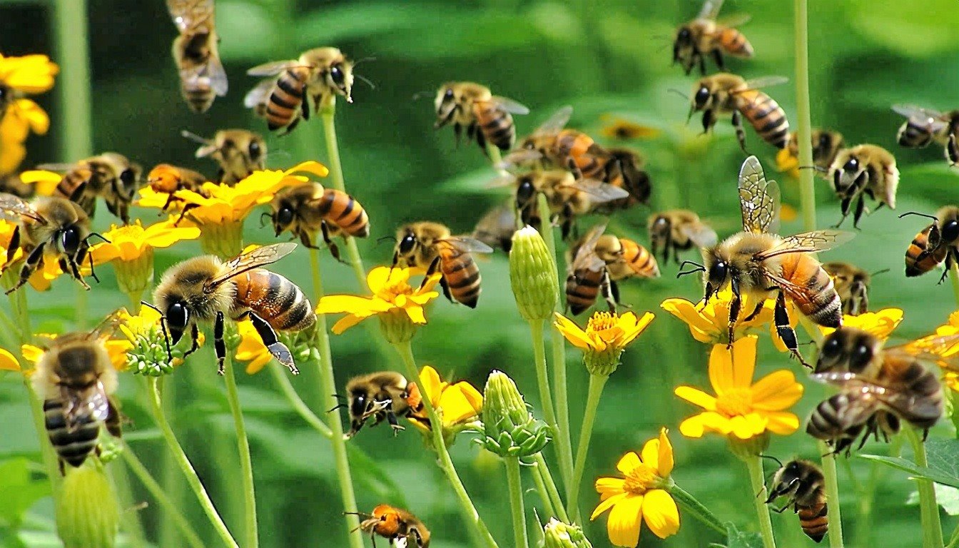 A photo of bees and butterflies around a lush garden