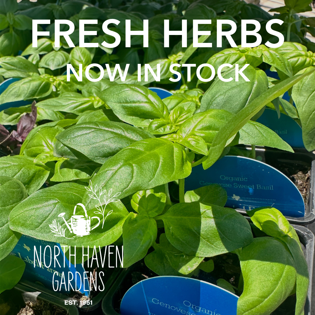 FRESH HERBS