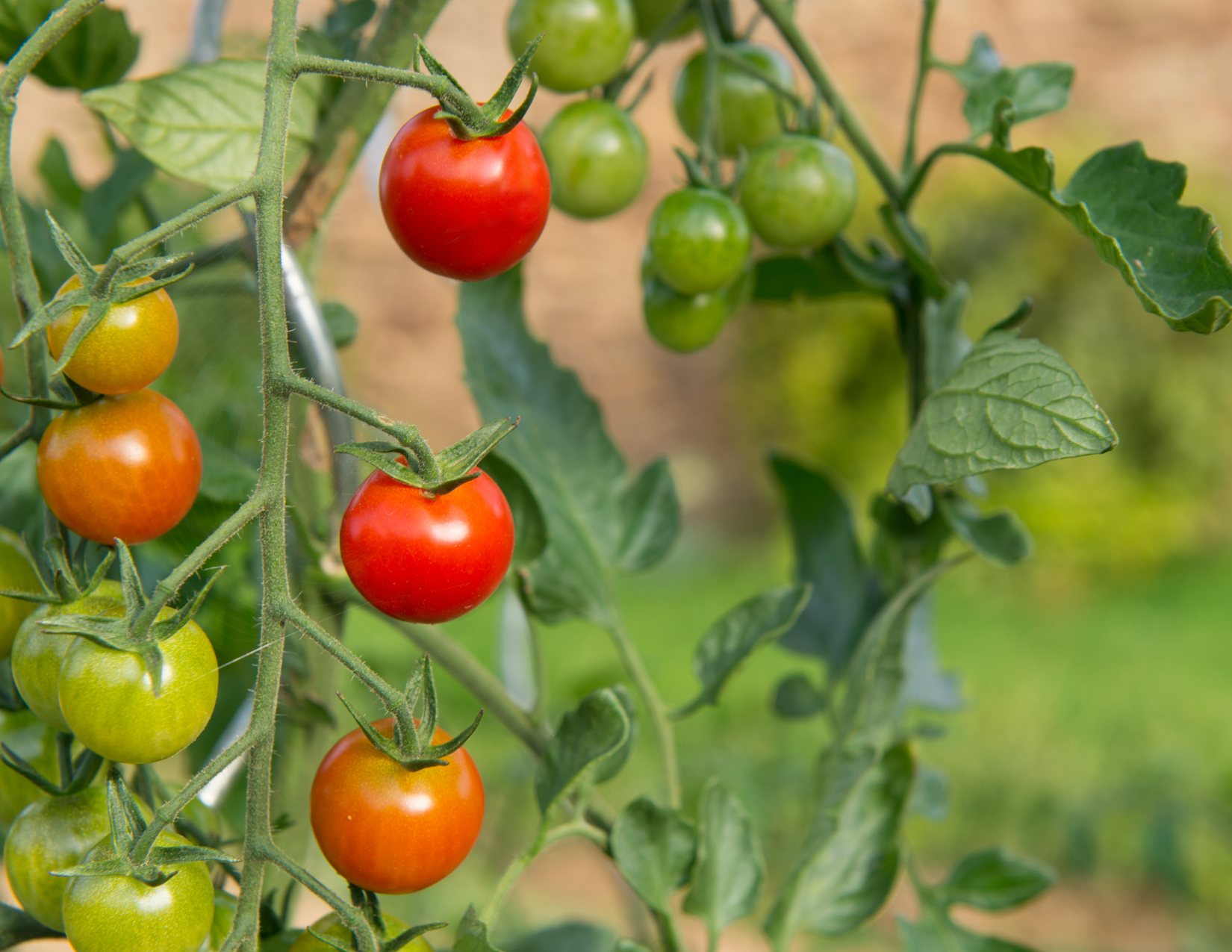 Tomato Project List
