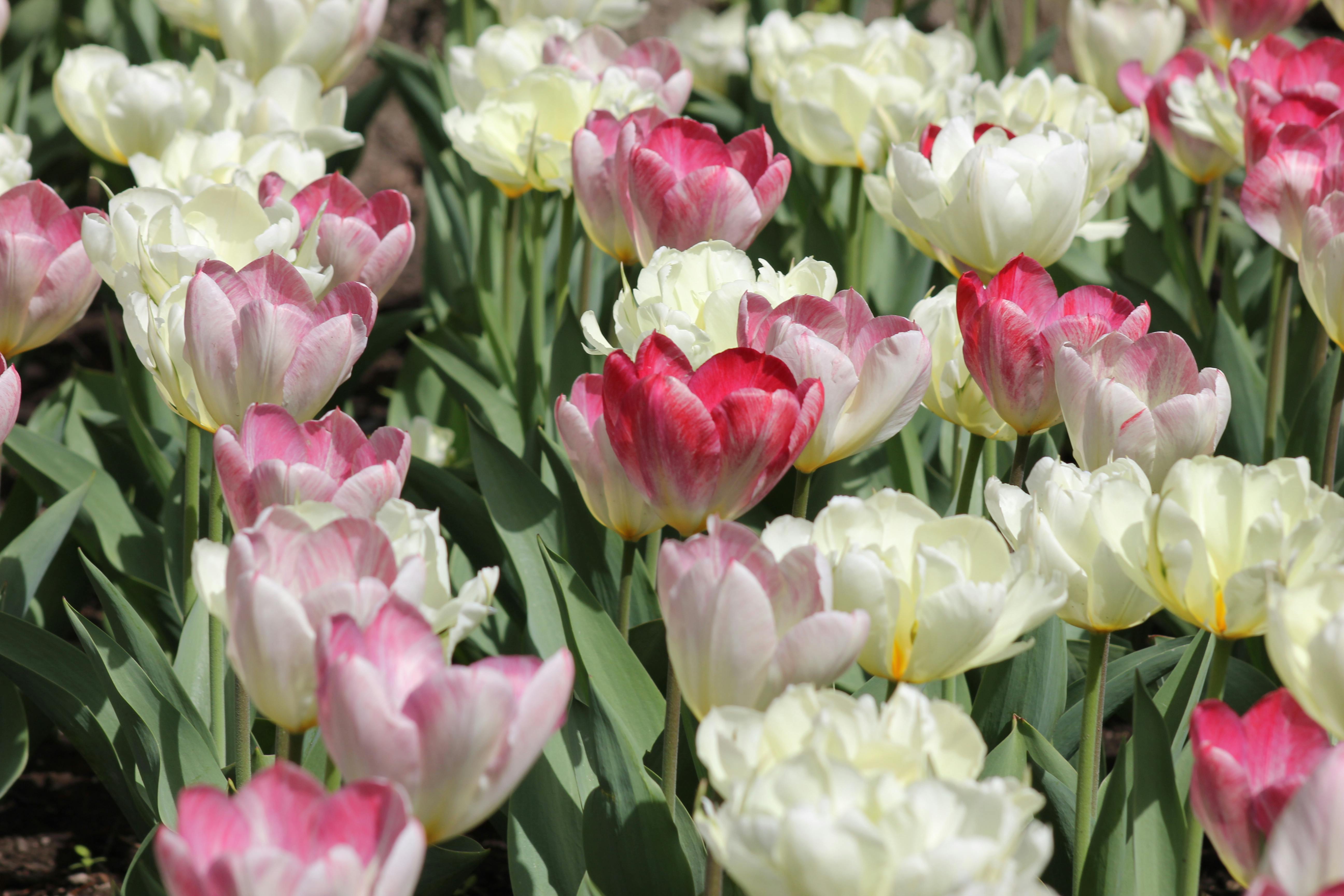 Spring Bulbs Project List
