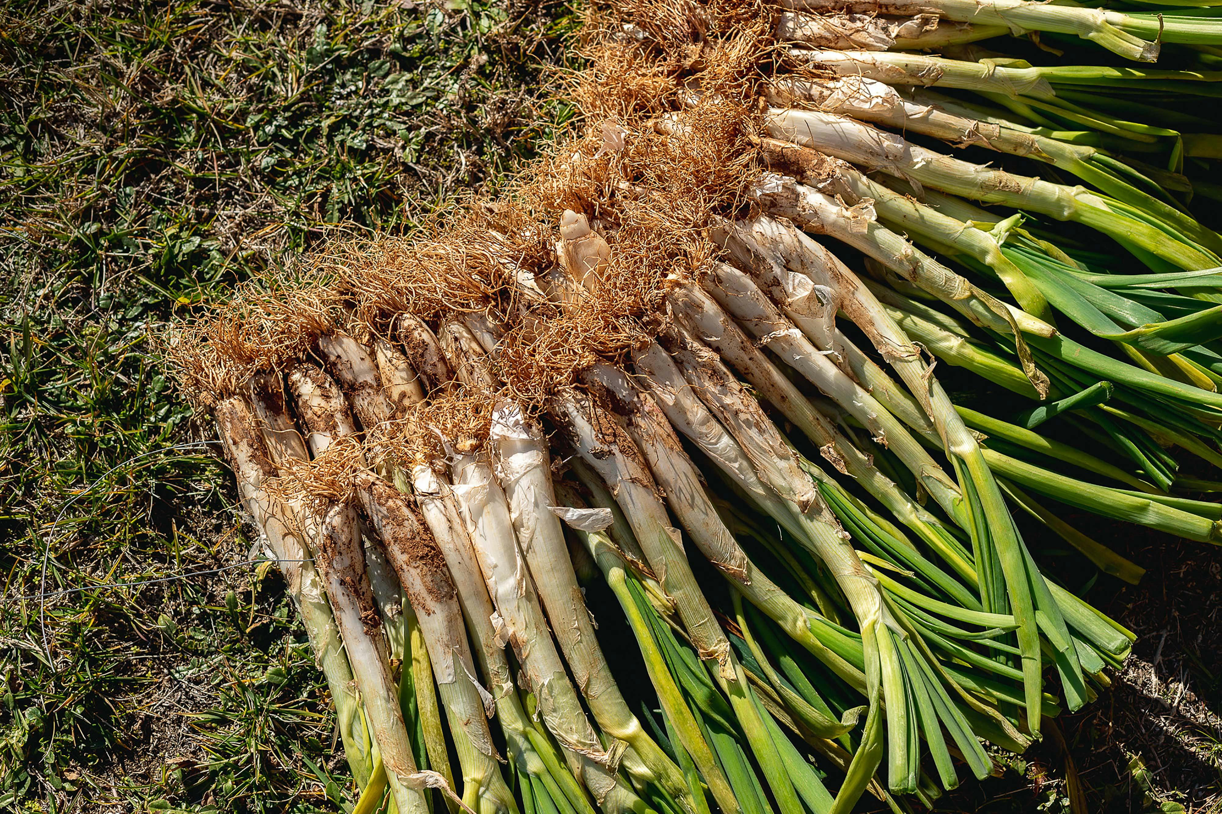 Spring Gardens Start with Onions and Leeks
