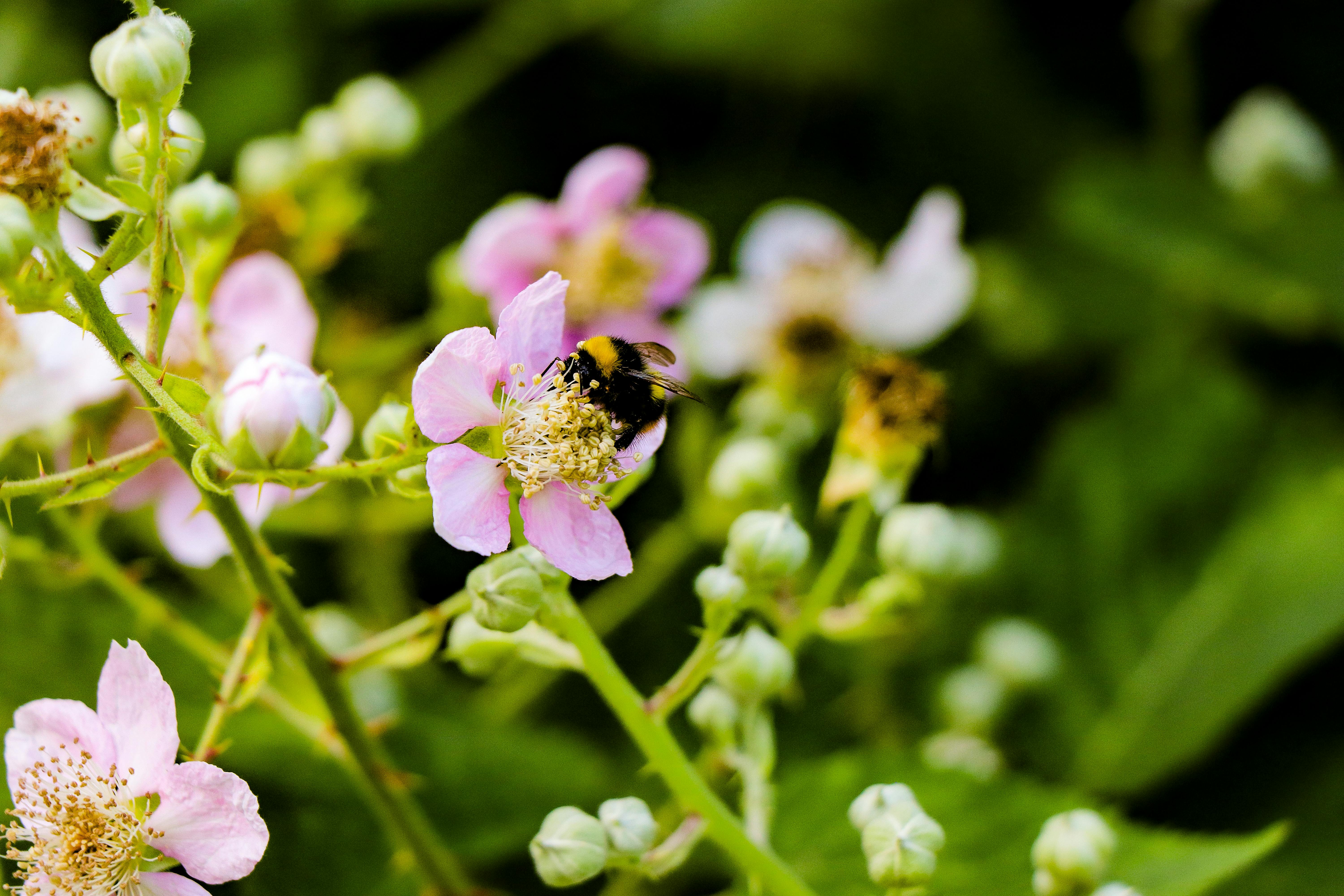 How to Start a Pollinator Garden in Texas With Native Pollinator Plants