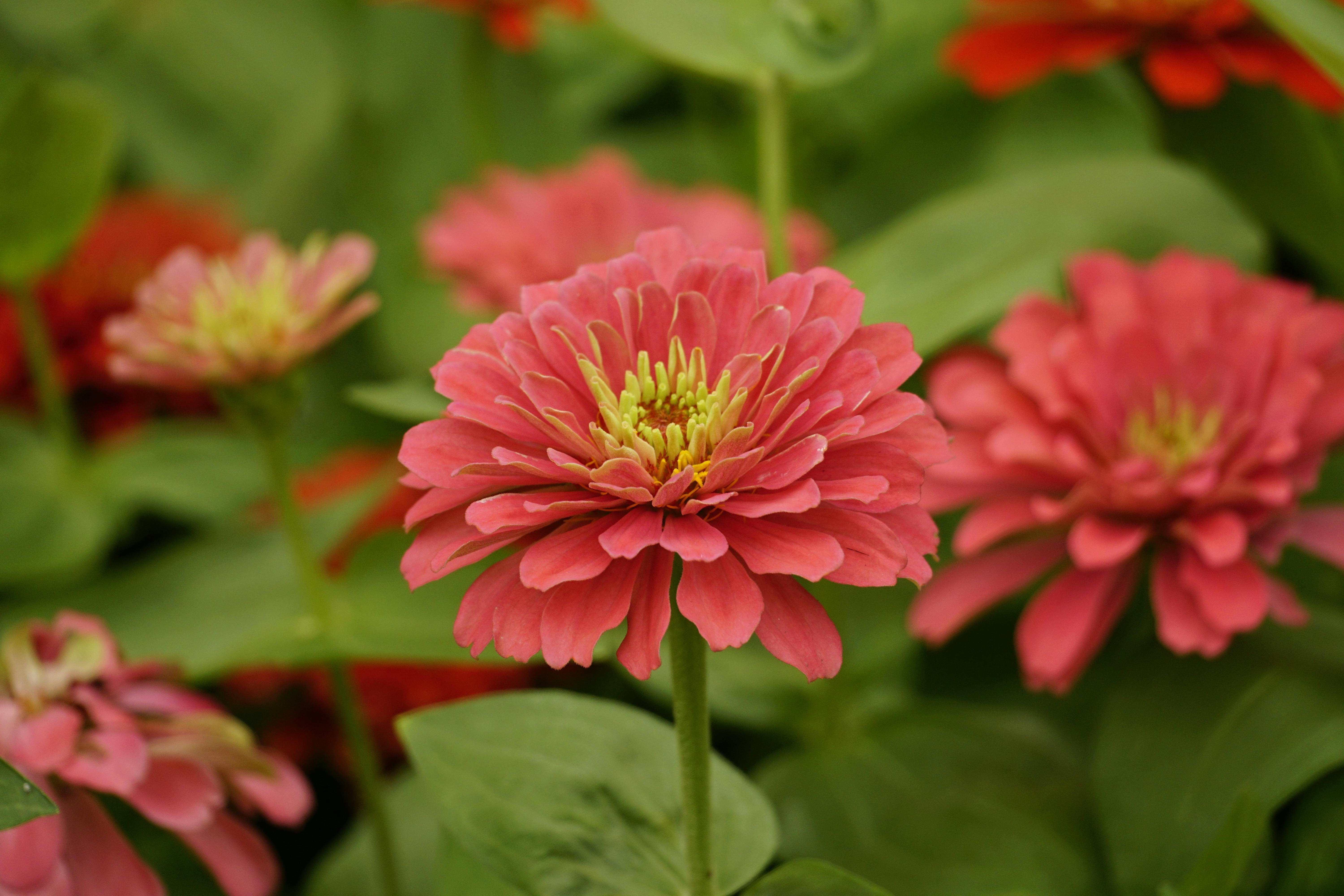 Hot Weather Winners: What to Plant Now in North Texas