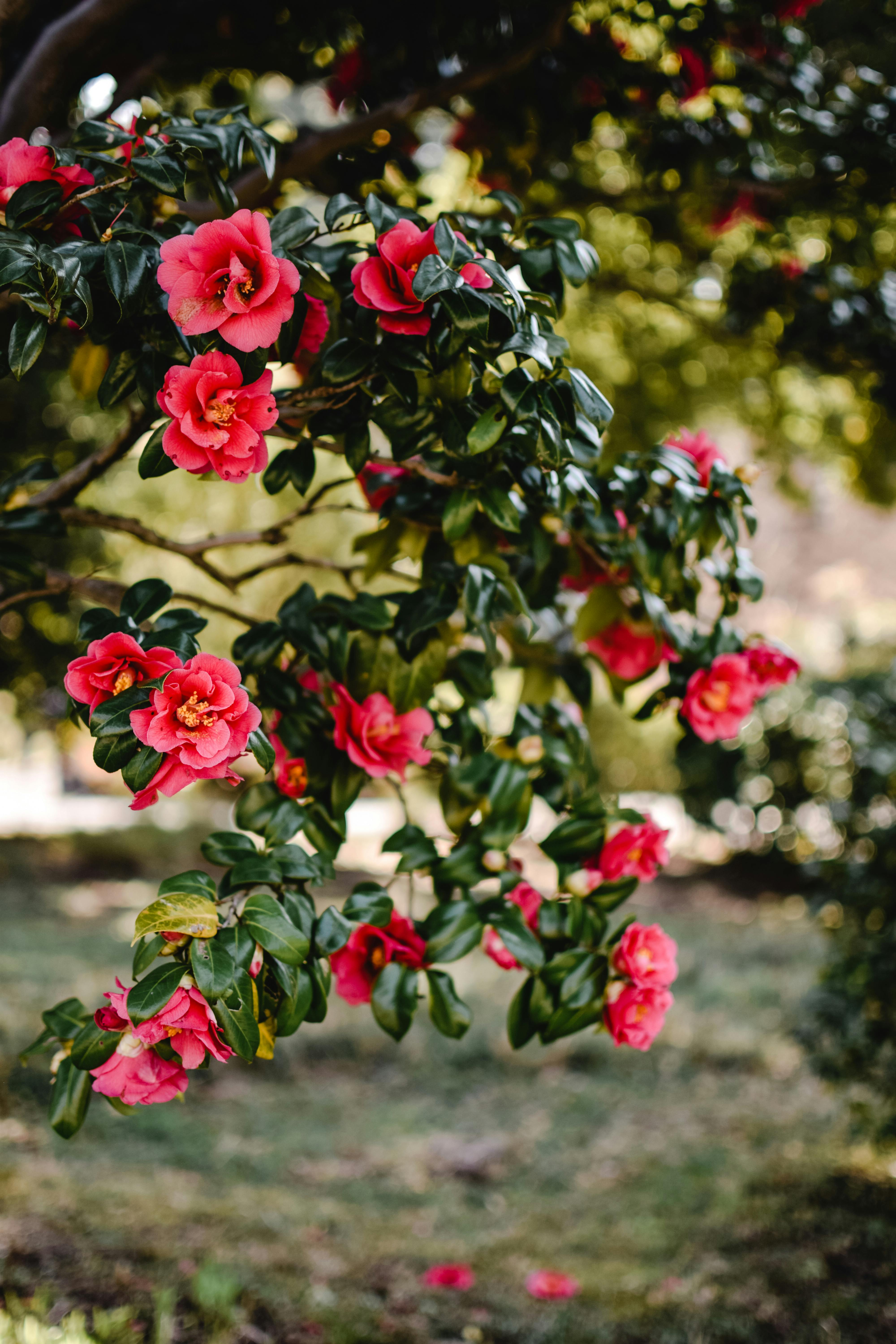 Camellia Care 101: How to Plant & Grow Beautiful Blooms