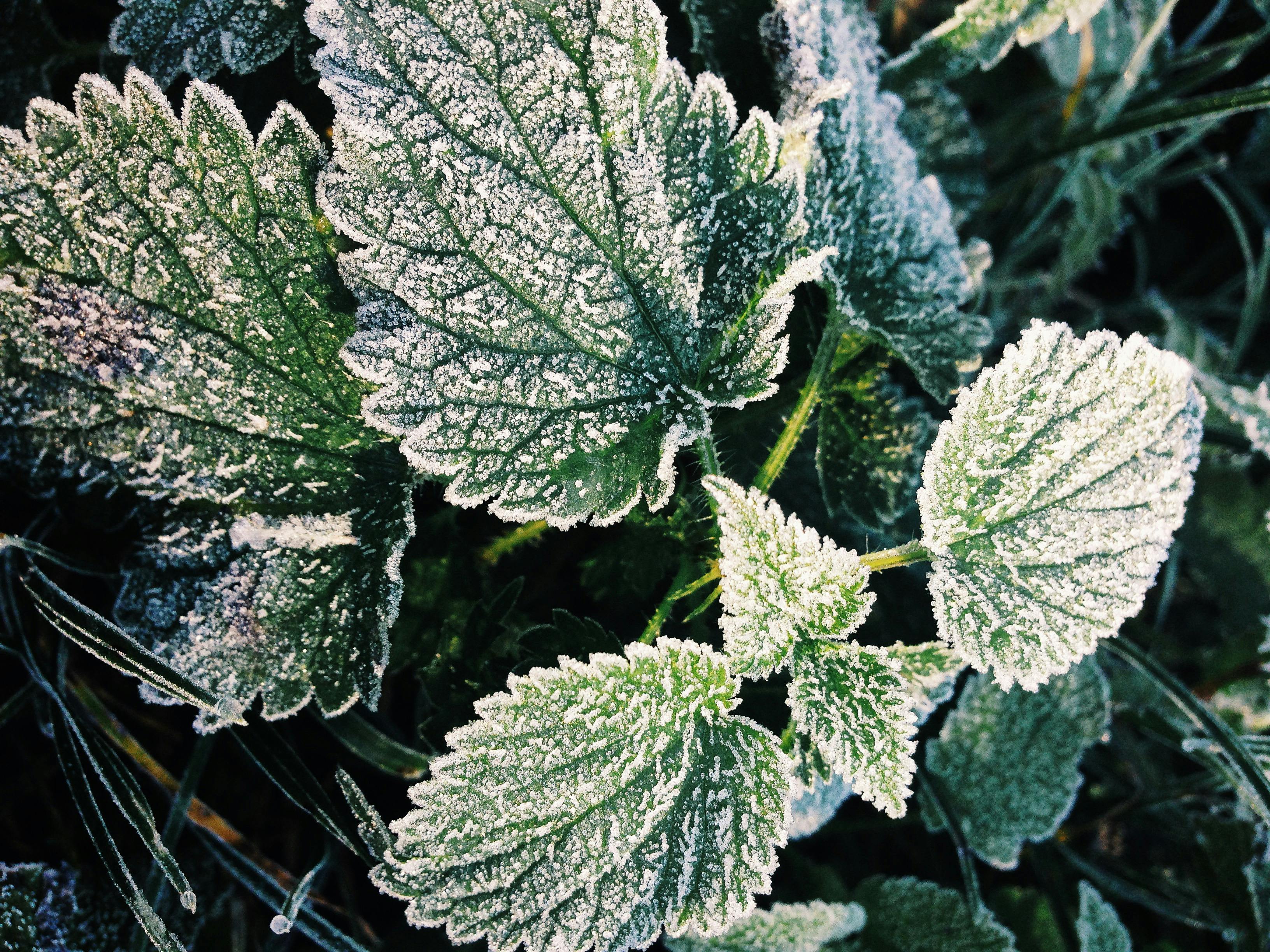Protect Your Garden from Frost & Cold