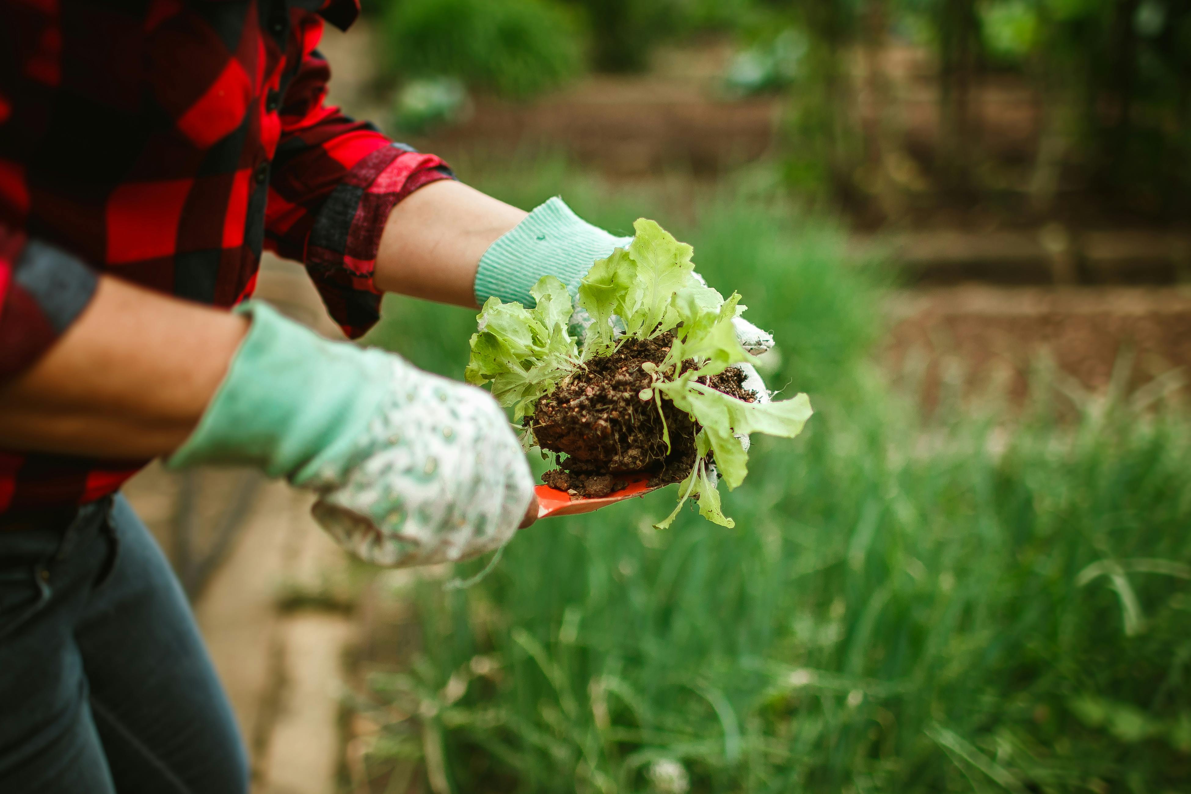 How to Plant an Edible Garden