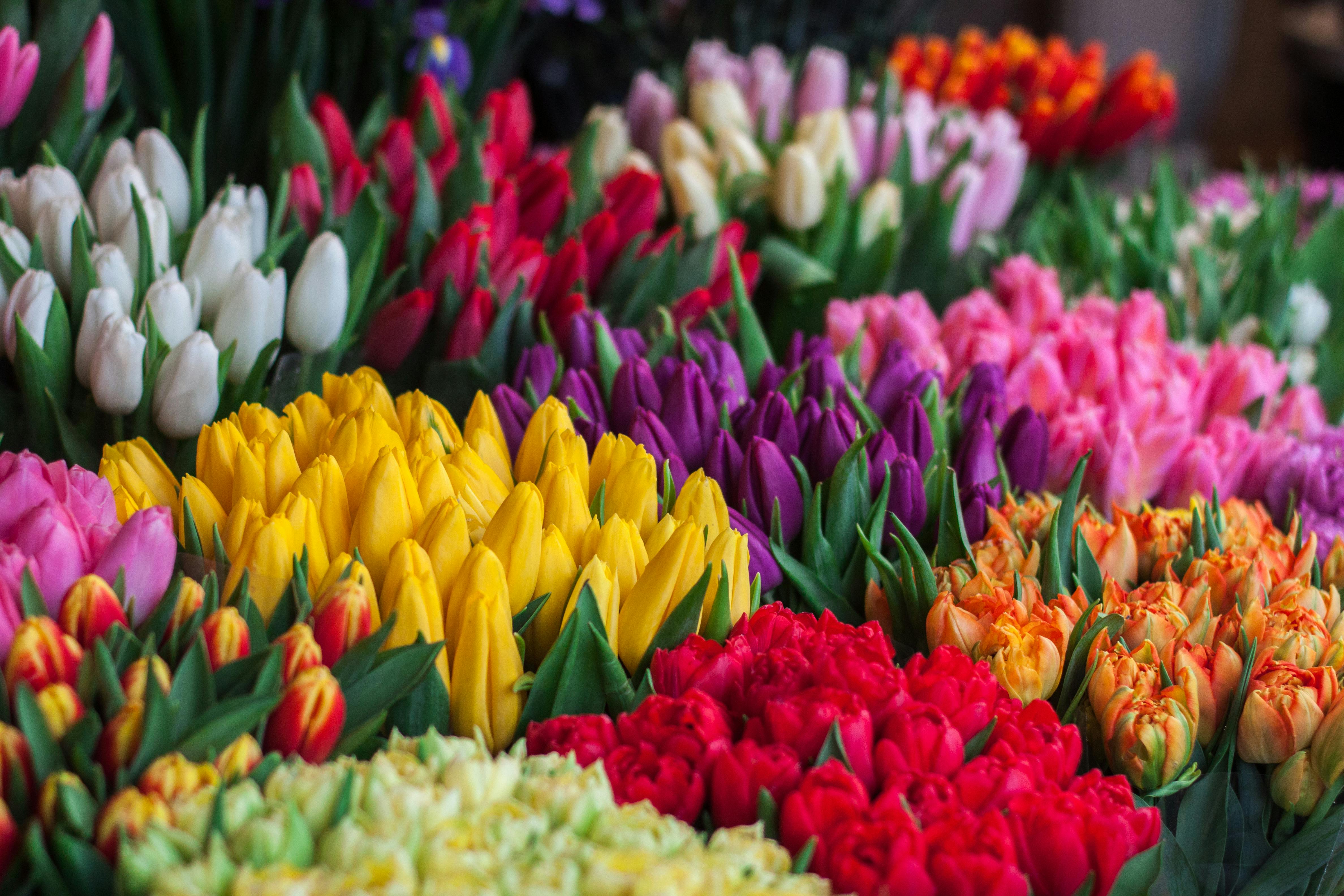 Top 10 Questions About Planting Bulbs