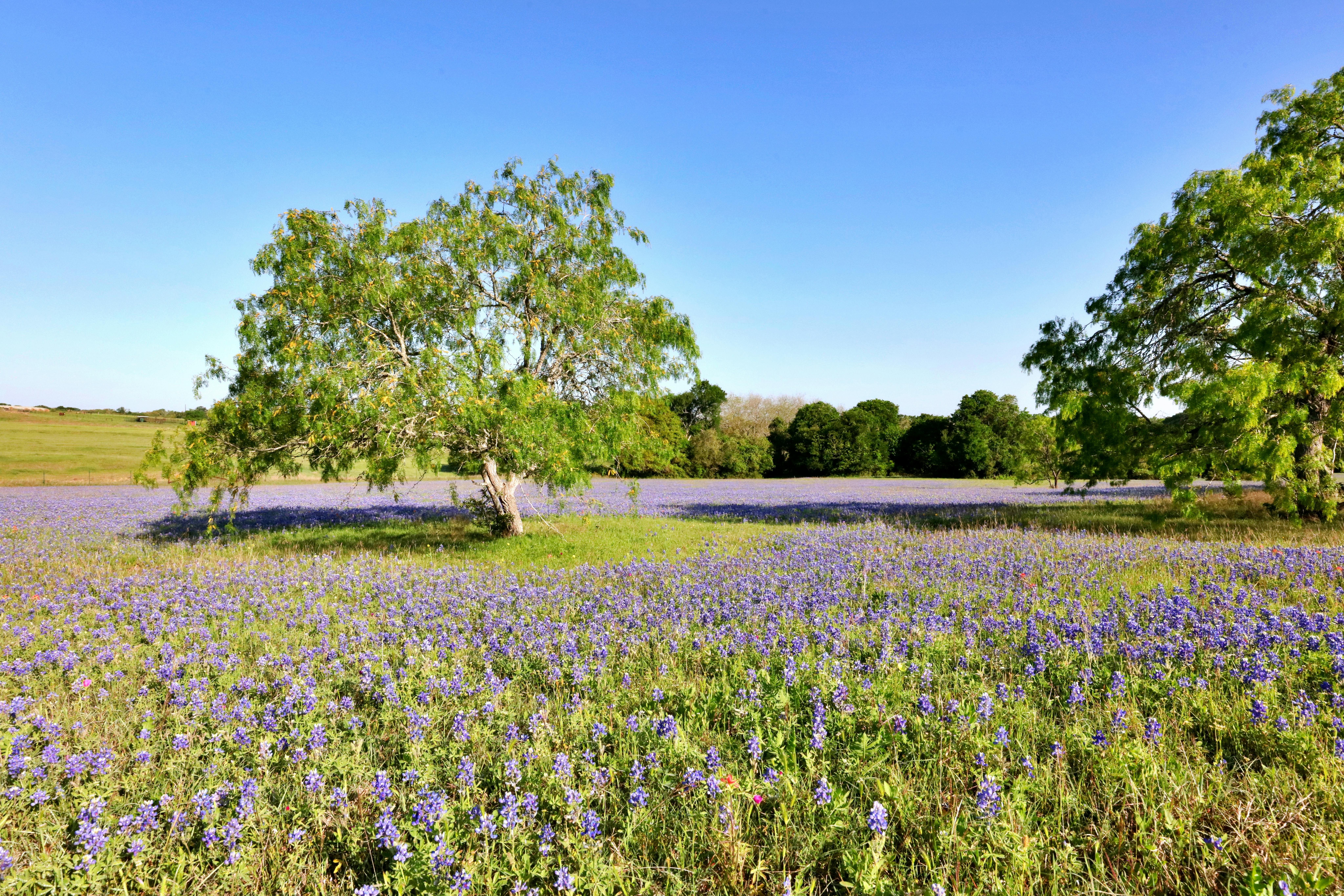 Wild About Wildflowers?