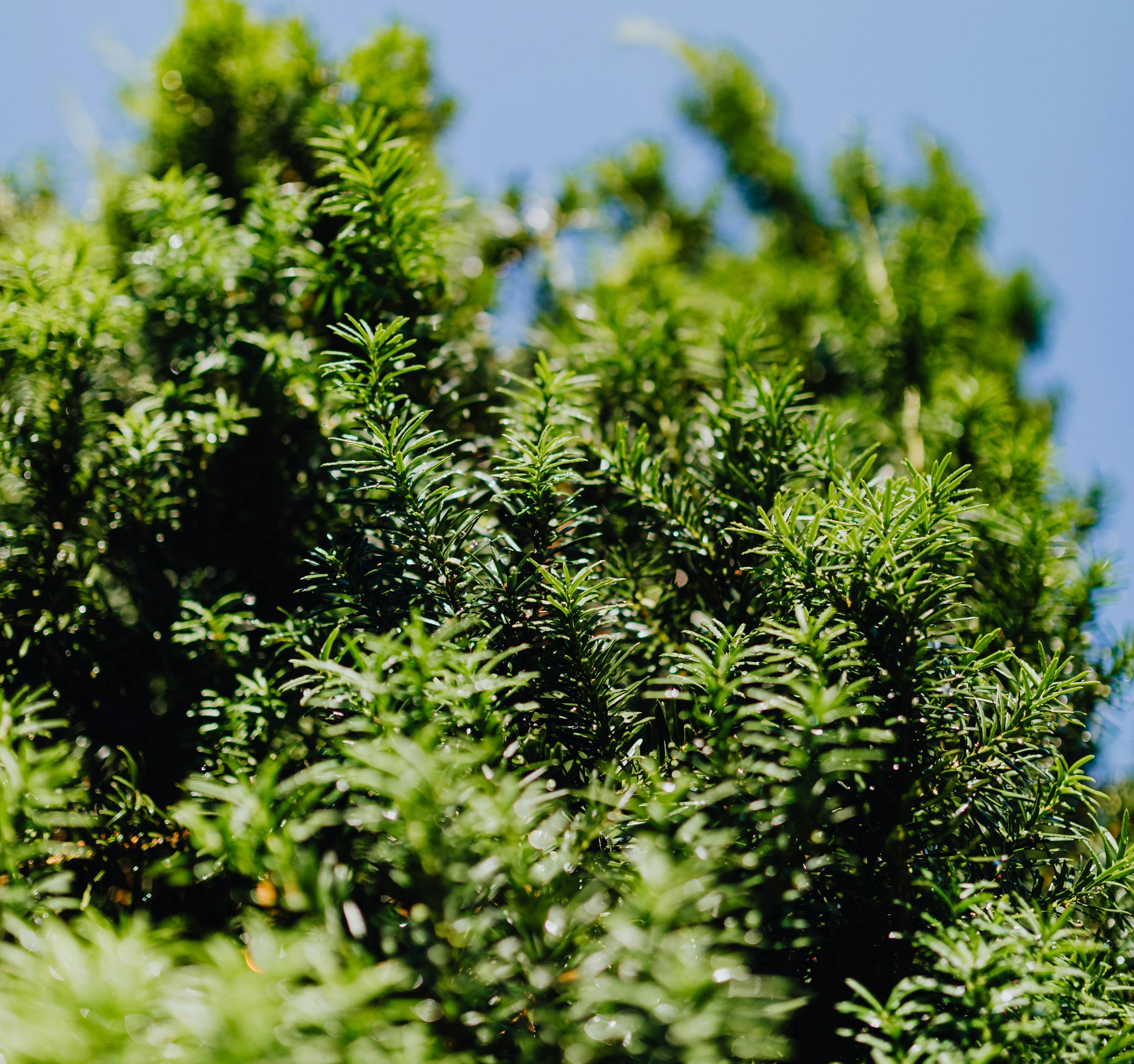 Structural Plants for Sun and Shade