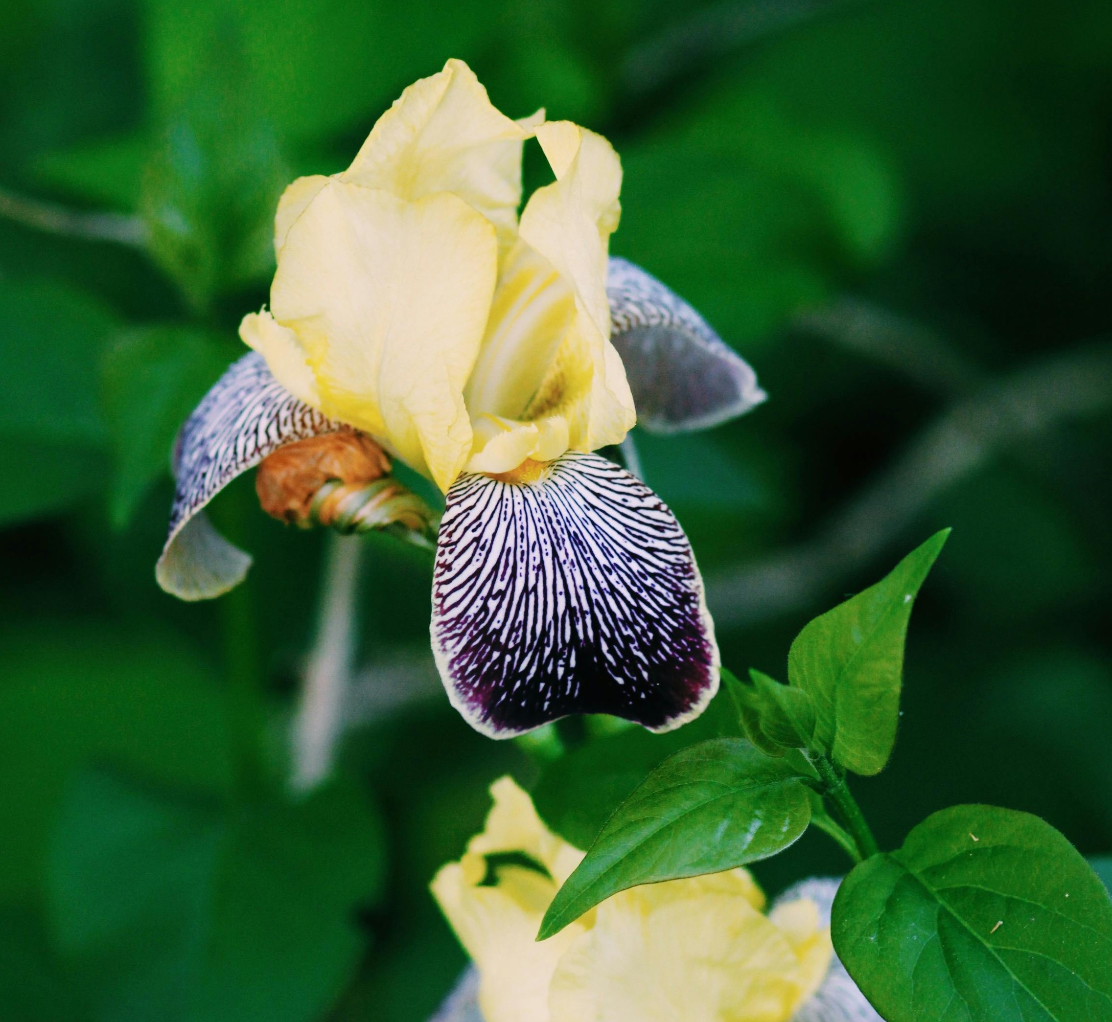 Bearded Irises Project List