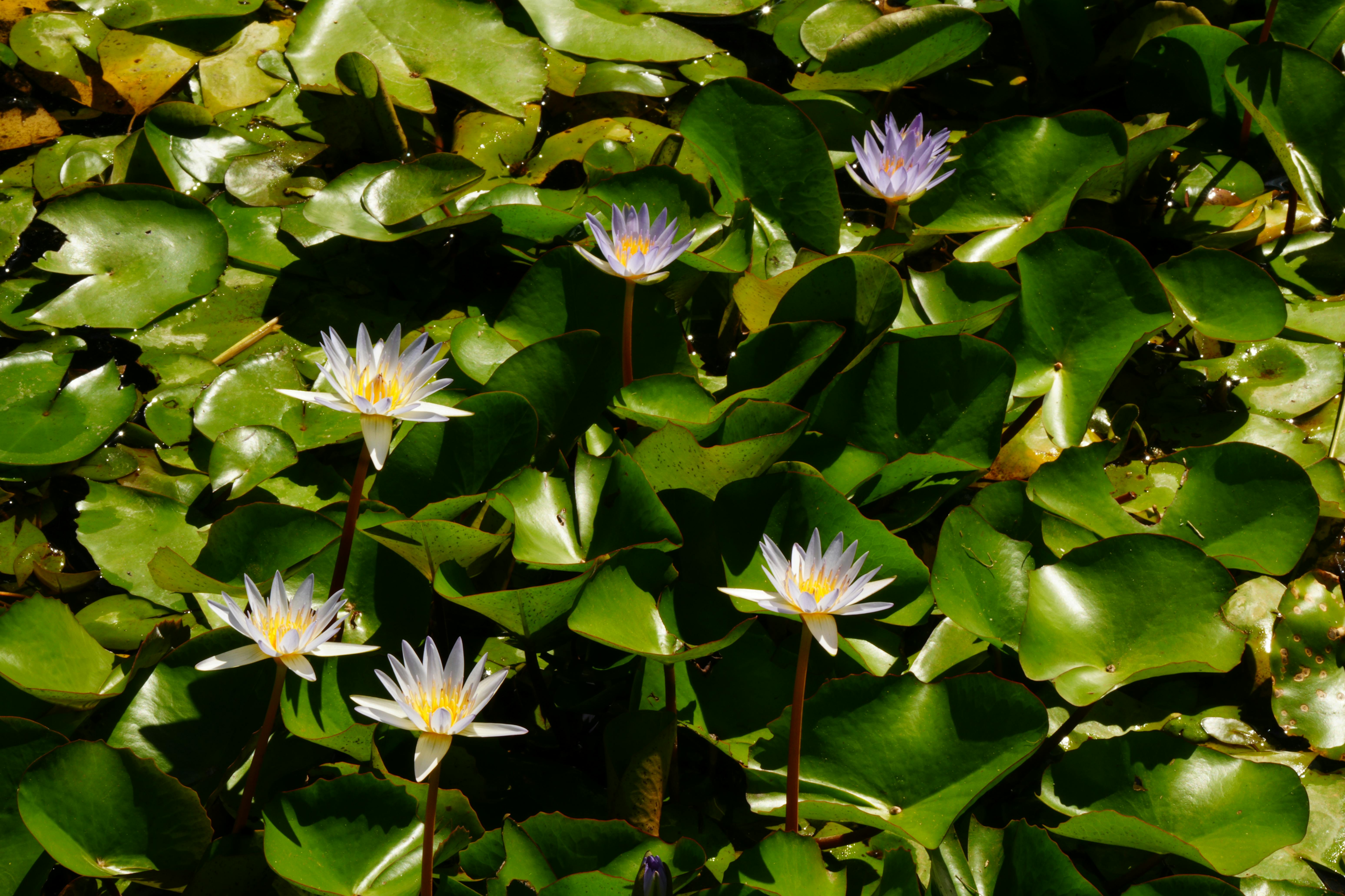 Water Plants Project List