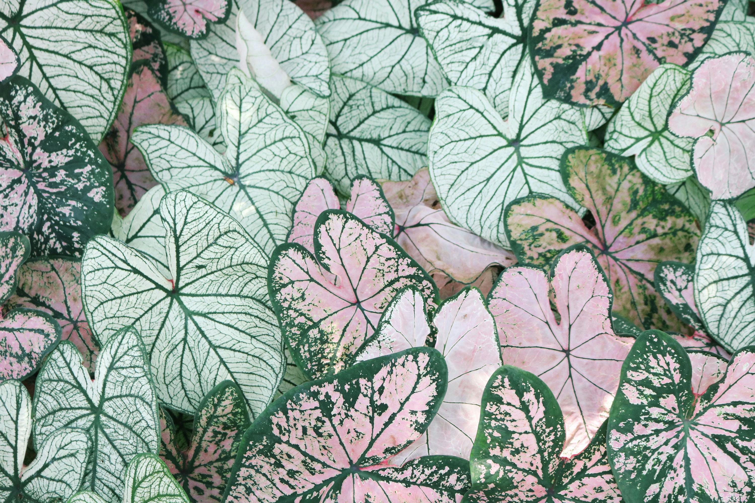 Caladium Project List