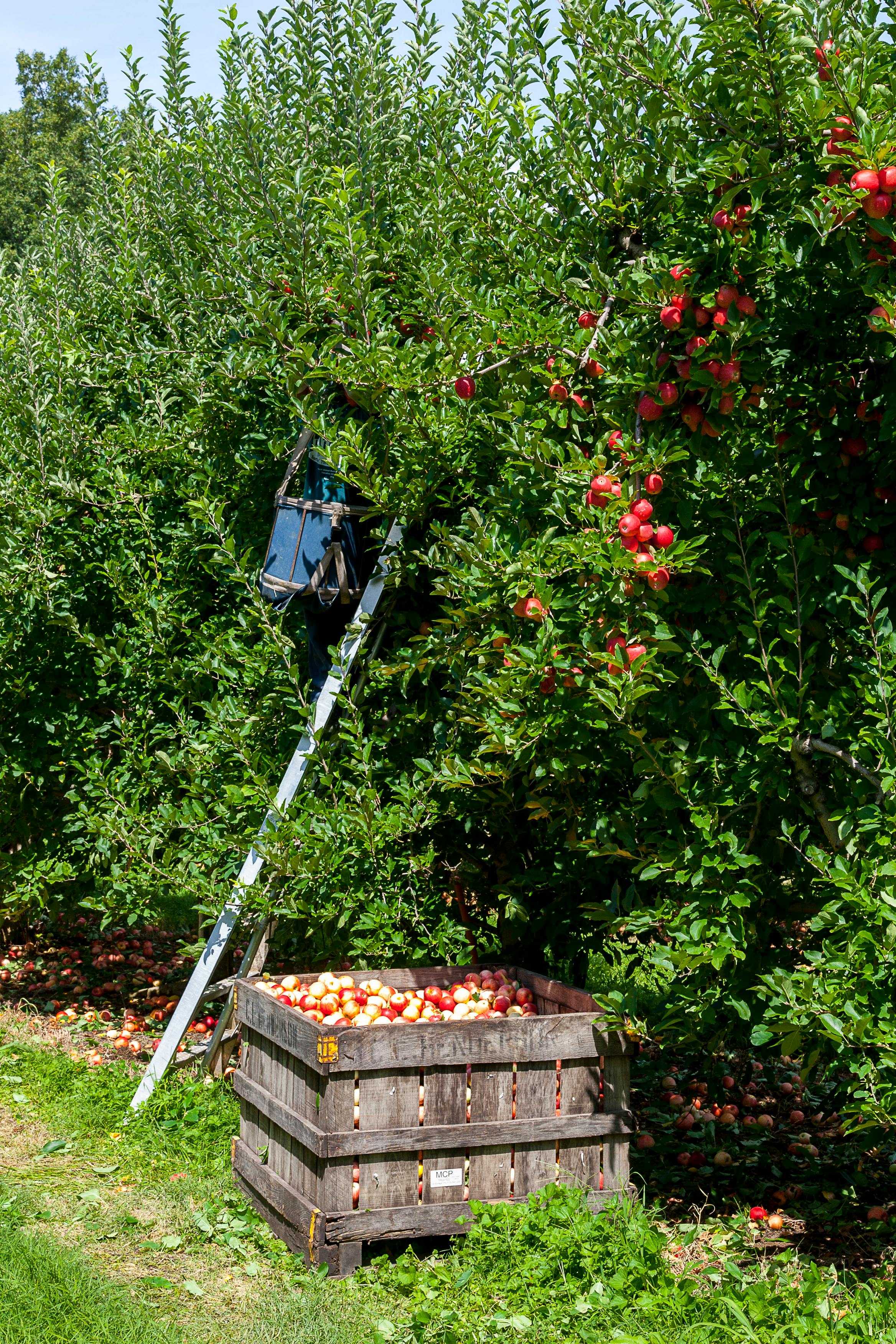 Fruit Tree Project List
