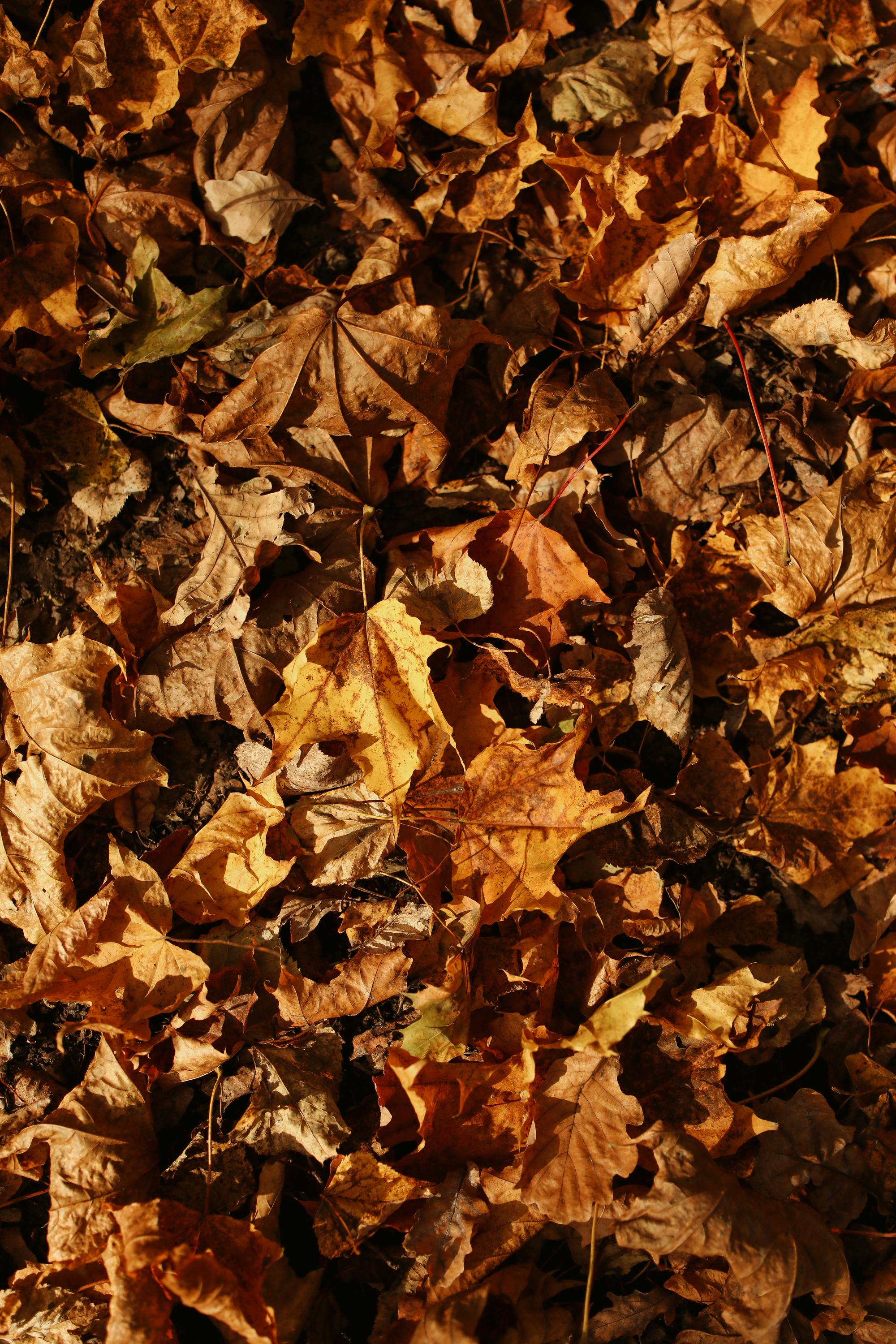 Fall Planting Guide for Texas
