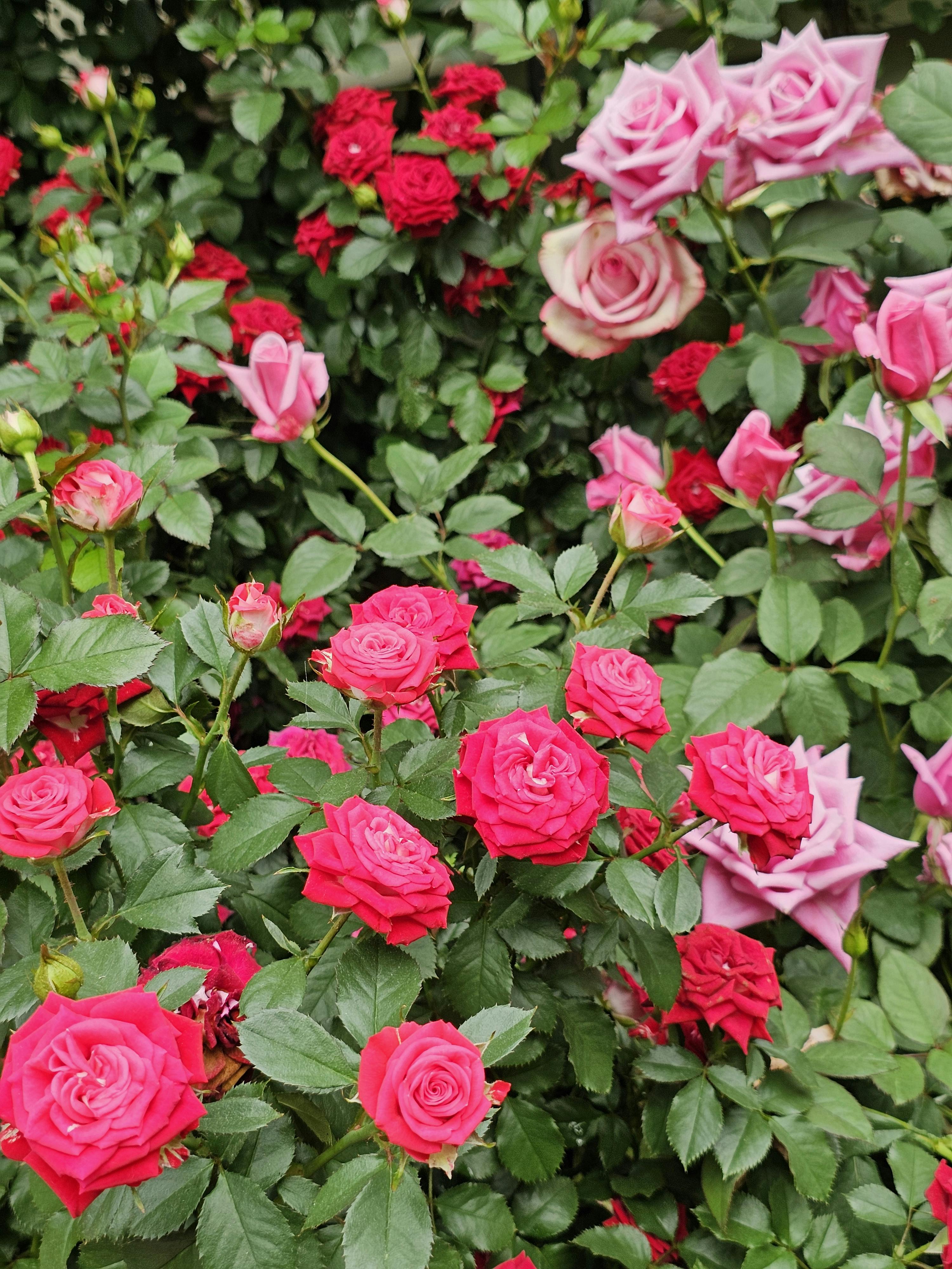 Rose Project List