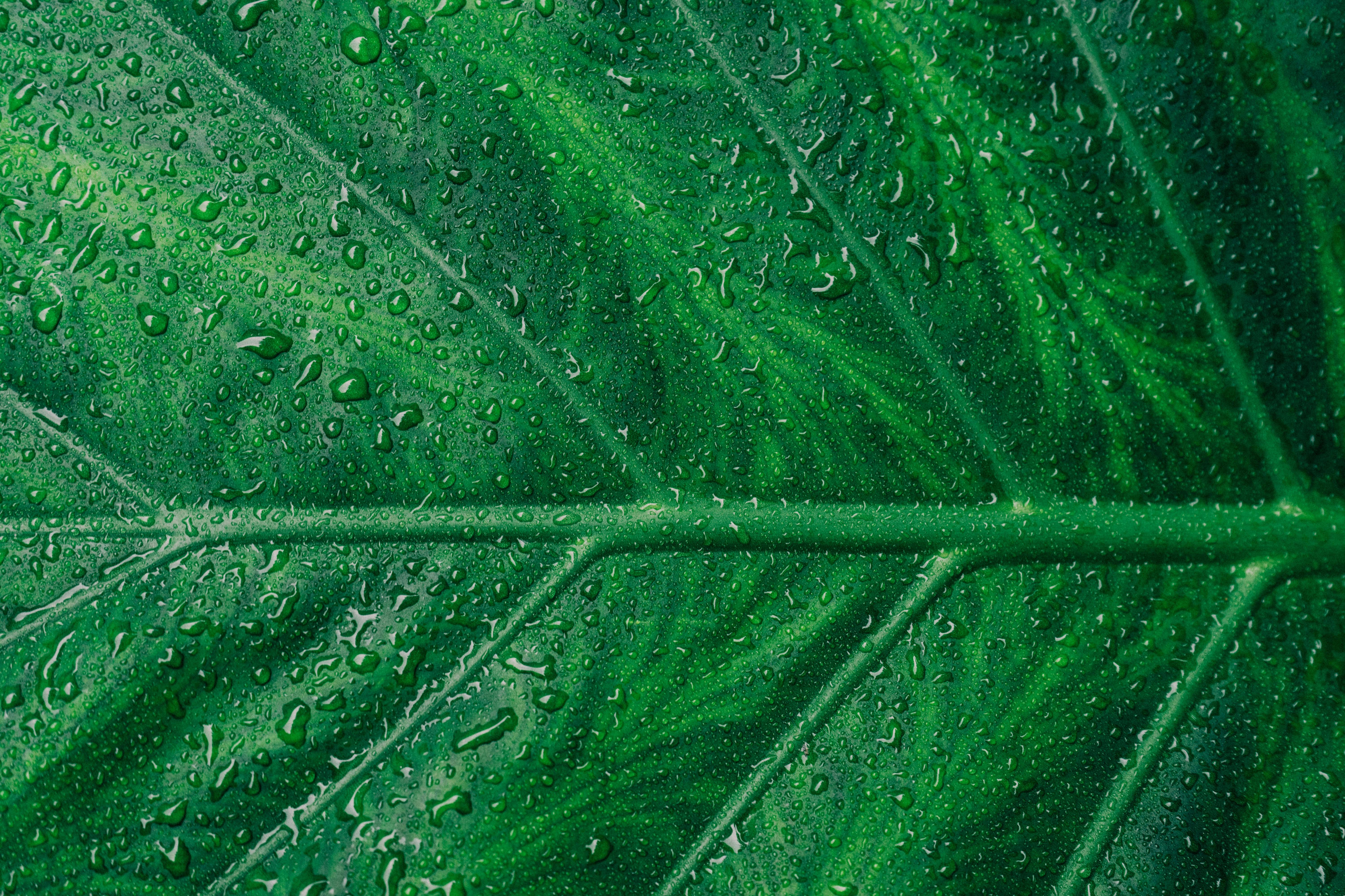 Thriving Through the Storm: Plant Care for Rainy Days