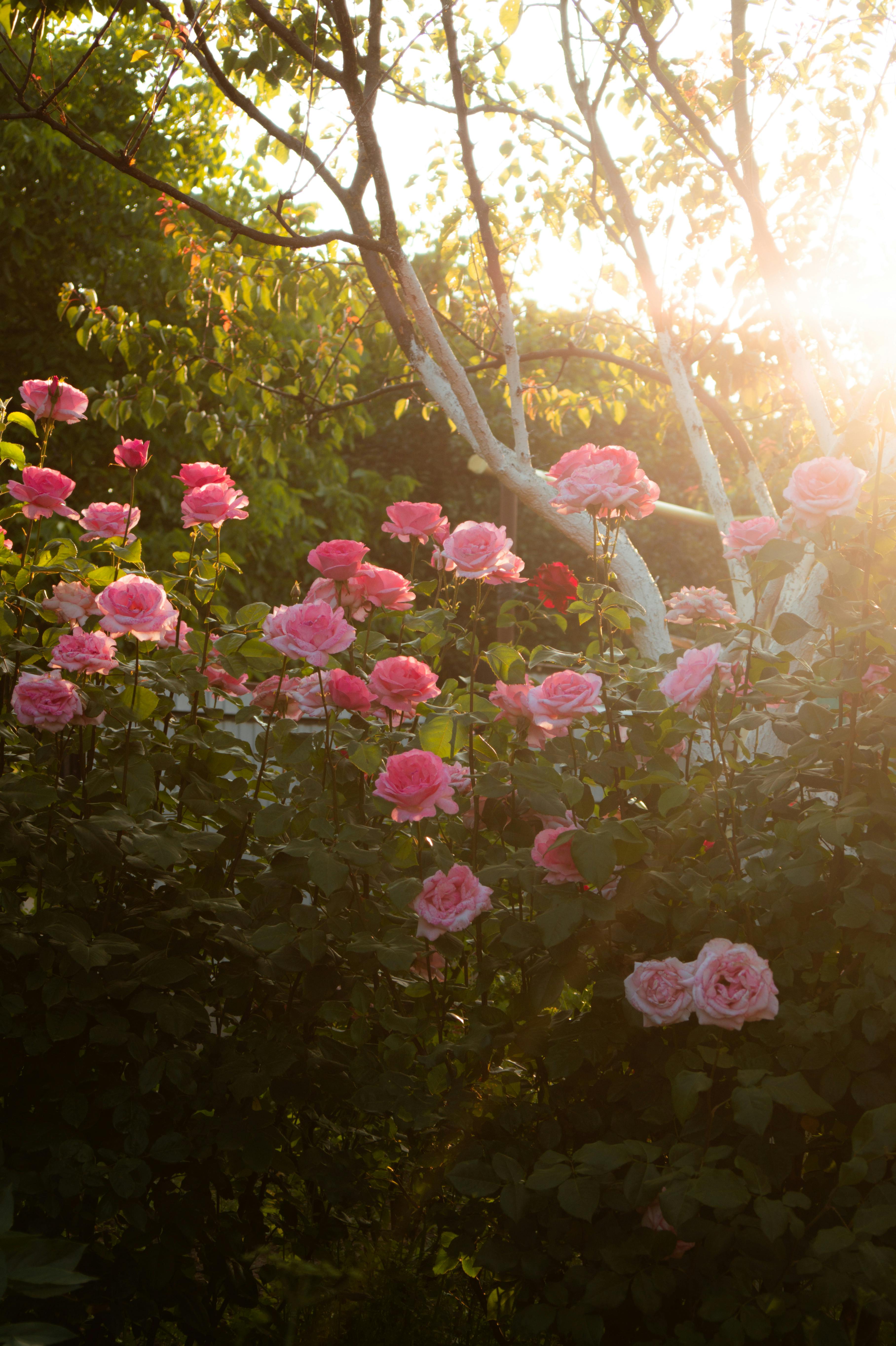 Spring Planting Guide for Texas
